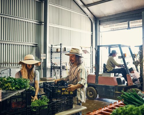 Shot of a group of farmers packing freshly harvested herbs in their warehouse